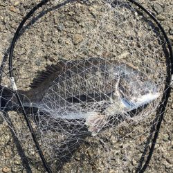 落とし込みでチヌ！再び！！